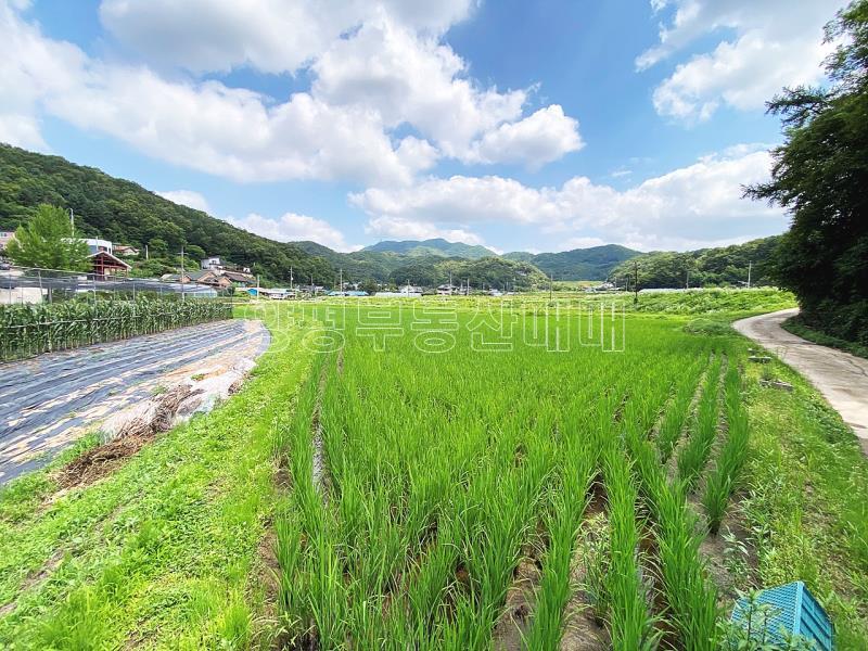 양평군 양서면 도곡리 농지_10